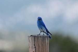 Bluebird, Mountain, 2015-06029145 Droney Gulch State Wildlife Area, CO Droney Gulch State Wildlife Area, CO